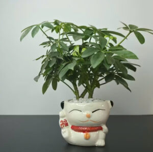 Ý Nghĩa Của Cây Gia Bì