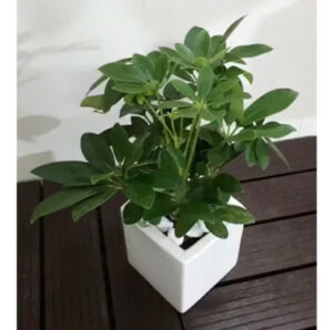 Ý Nghĩa Của Cây Gia Bì