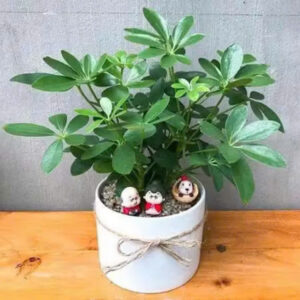 Ý Nghĩa Của Cây Gia Bì